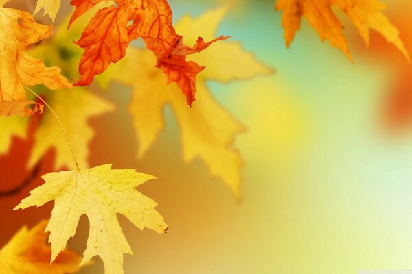 Desktop wallpapers maple leaves