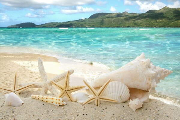 Conchiglie e stelle sulla sabbia sullo sfondo del mare