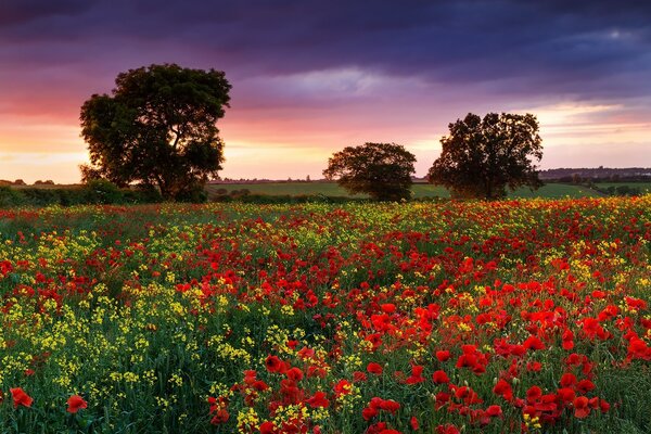 Tramonto estivo su un campo in Inghilterra