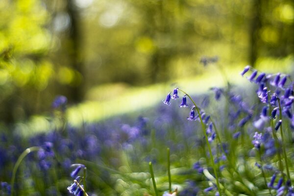 Tambourins lilas de forêt avec fond flou