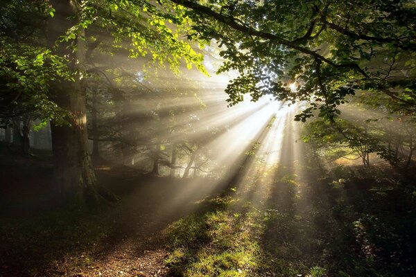 Desktop-Hintergrund Strahlen der Sonne im Wald