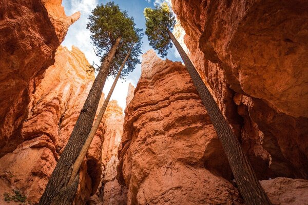 Hohe Bäume im Canyon Park