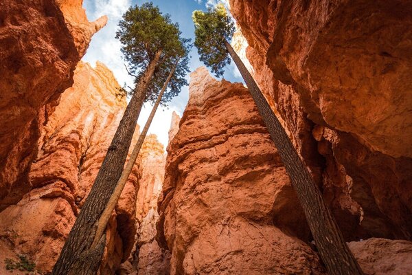 Tall trees in the canyon park