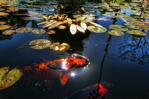 Schöne Fische im Kristallsee