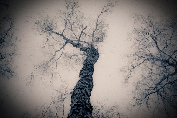 Tree from below. Black and white photo