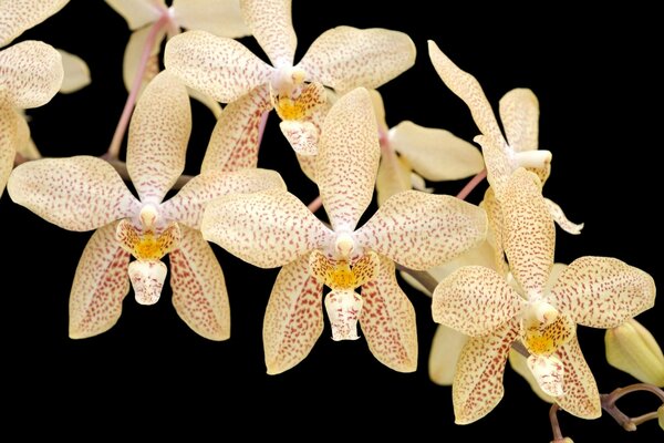 Orchid branch with speckled flowers