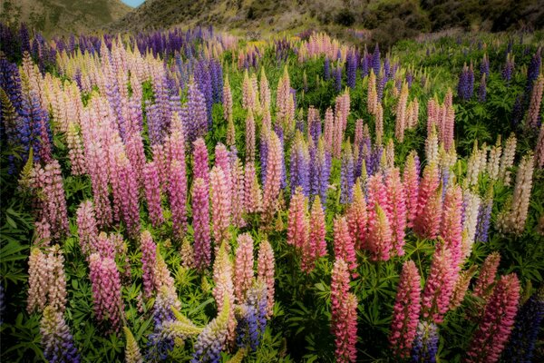 Die natürliche Schönheit der Berge. Lupinen im Grünen