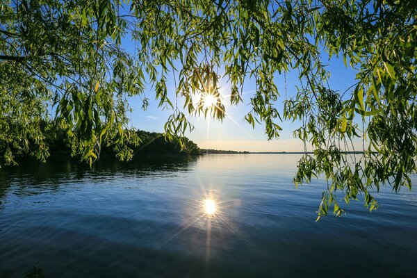 Paisaje de río de verano bajo los sauces