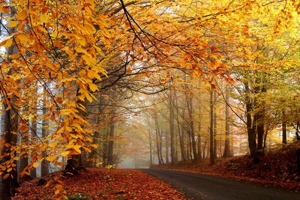 Silencio en el bosque de otoño en el fondo de una paleta de colores