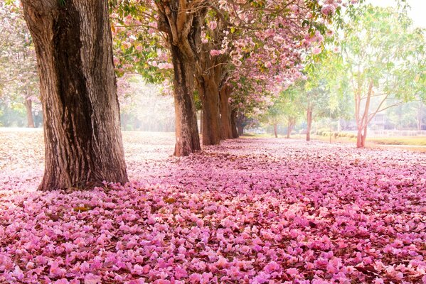 Cherry blossoms in the park