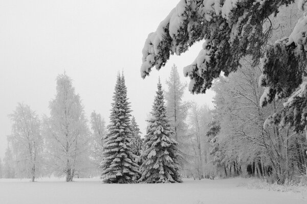 Winter landscape of trees covered with snow