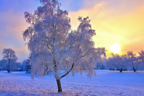 Baum im Schnee in der Sonne