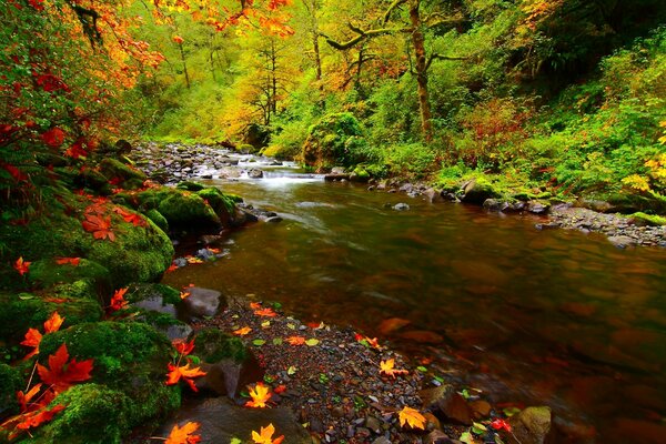 Musgo junto al río en el bosque de otoño