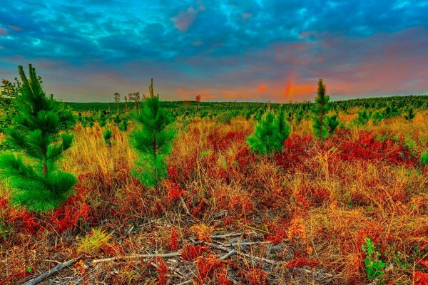 Bunte Landschaft mit lebenden Pflanzen gefüllt