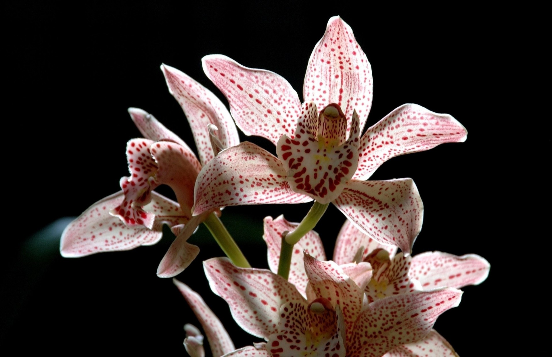 manchado flor fondo negro orquídea rama