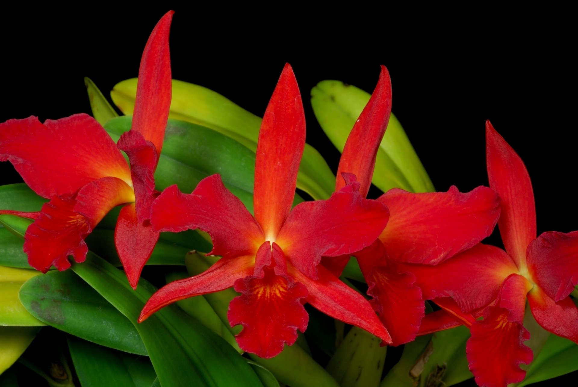 orchidées fond noir rouge verdure fleurs