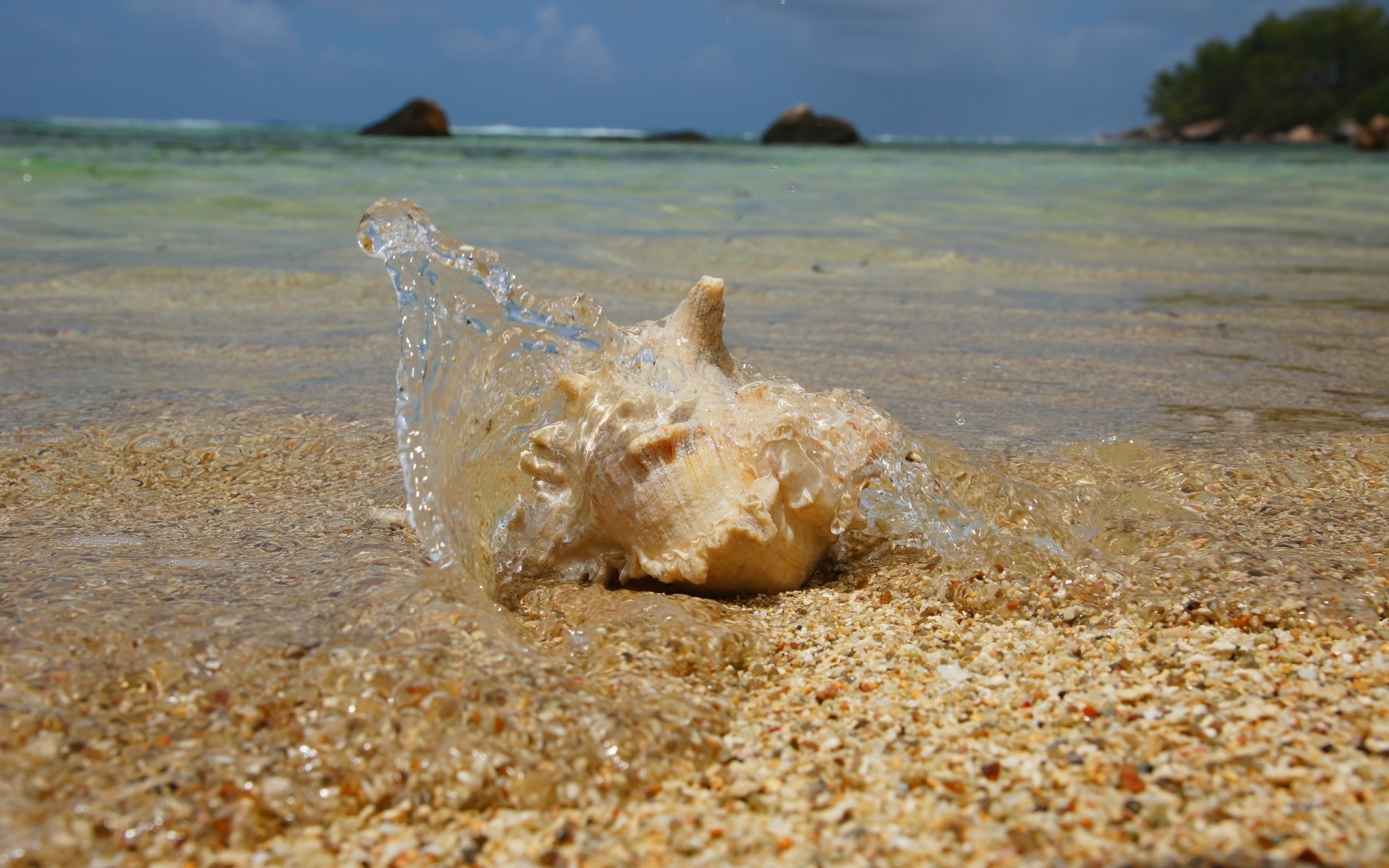 beach shore shell spray water sand