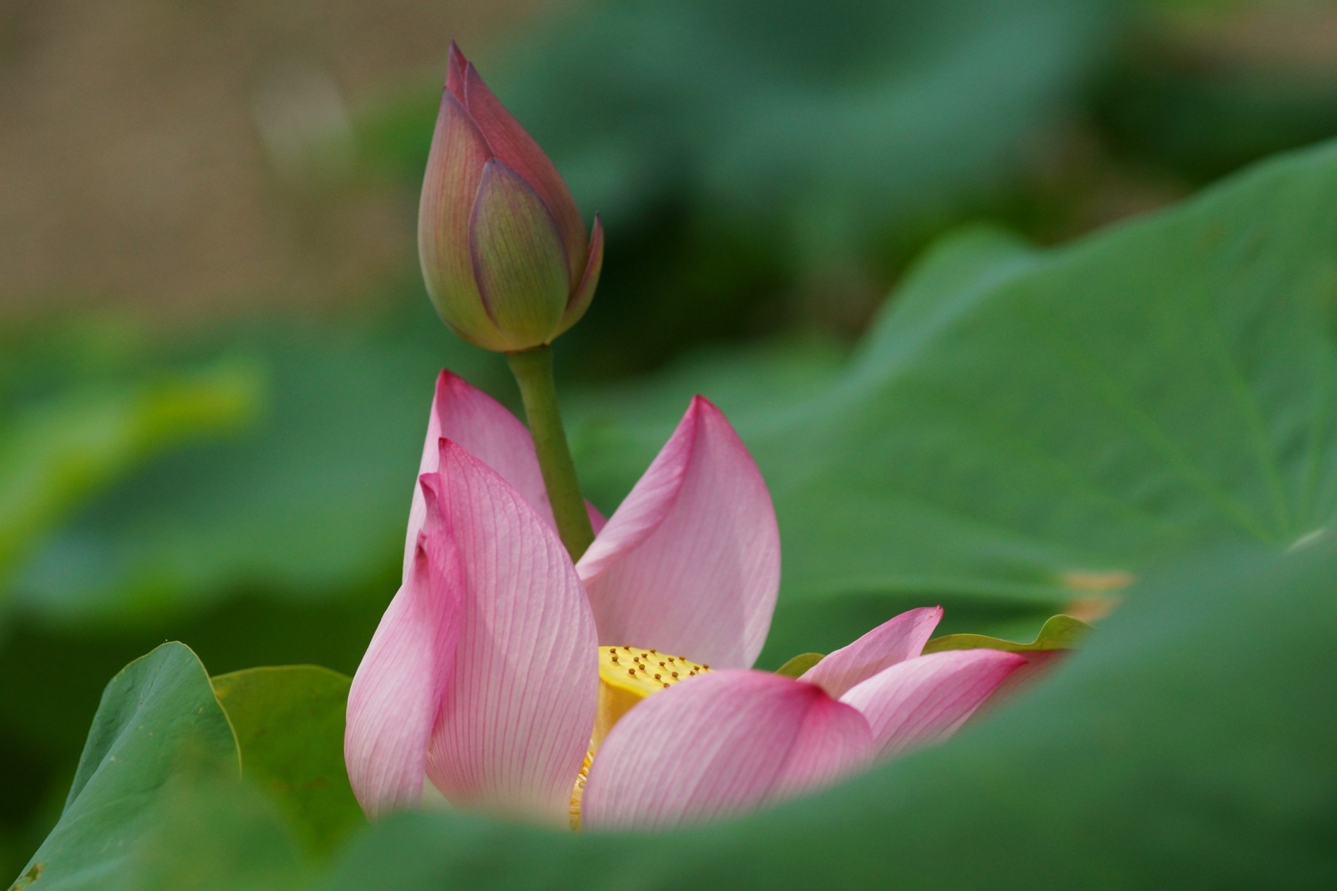 feuille fleur nénuphar gros plan rose lys bourgeon