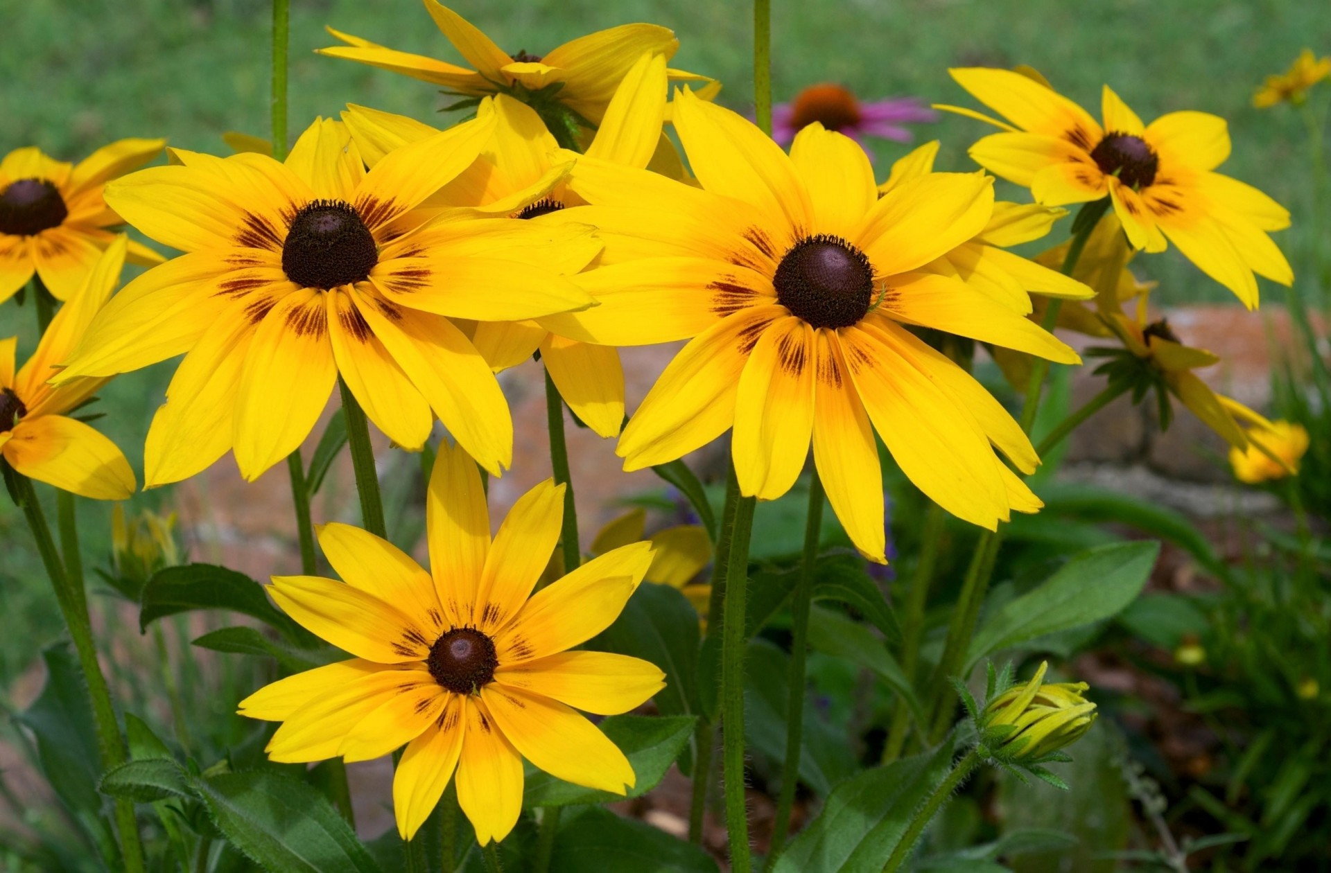 blumenbeet gelb rudbeckia blumen hell