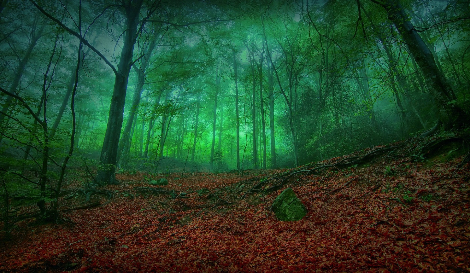 feuillage obscurité forêt nature