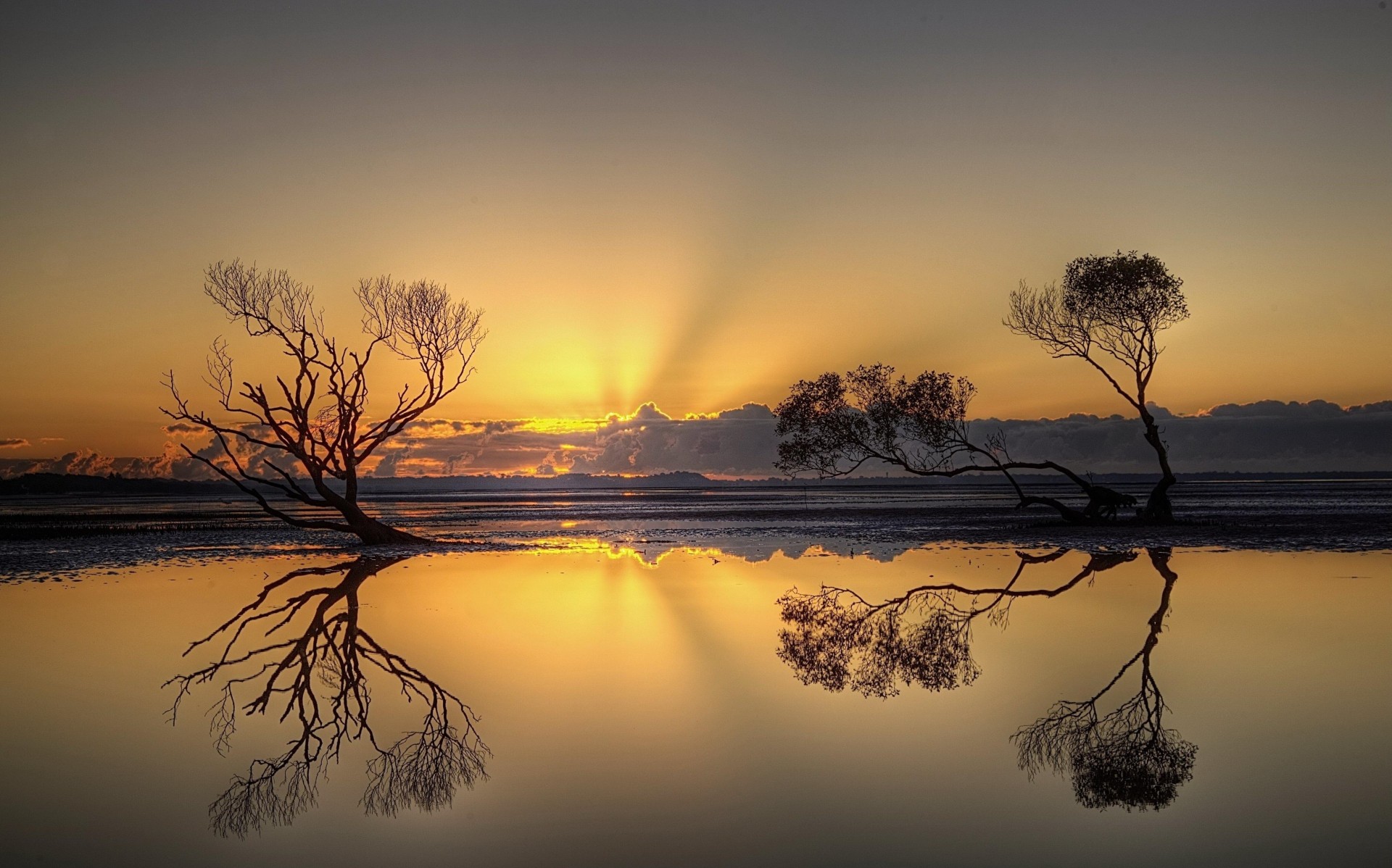 reflection tree sunset water