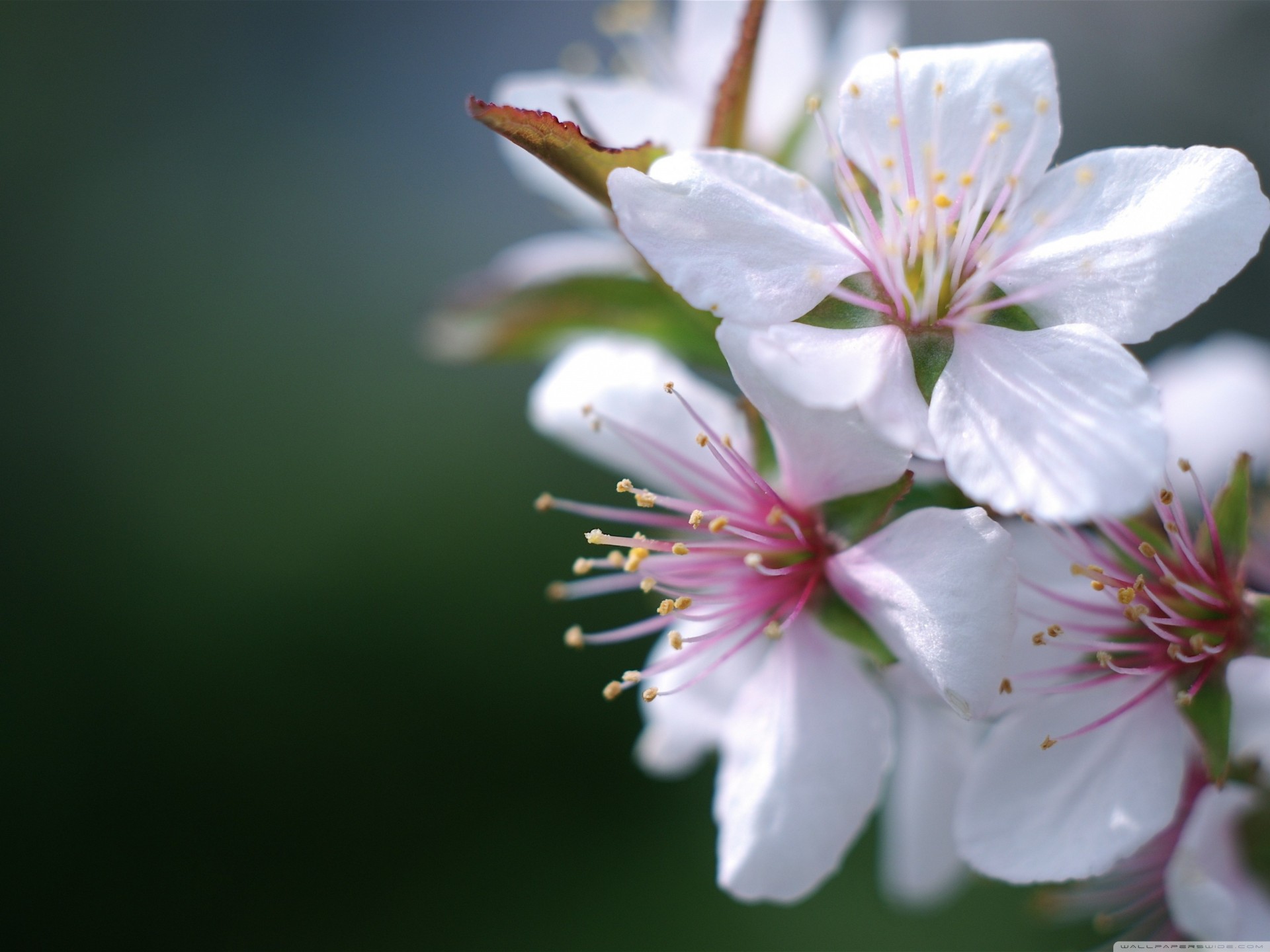 kwiaty makro sakura