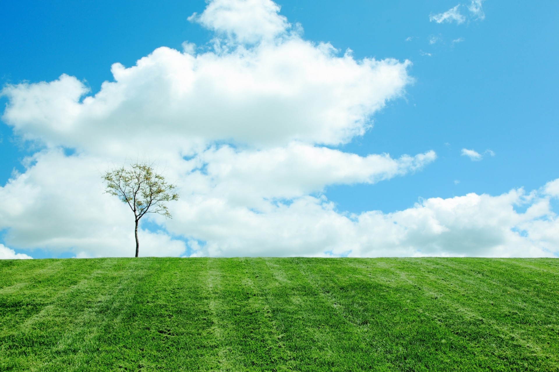 nuages arbre nature ciel champ printemps