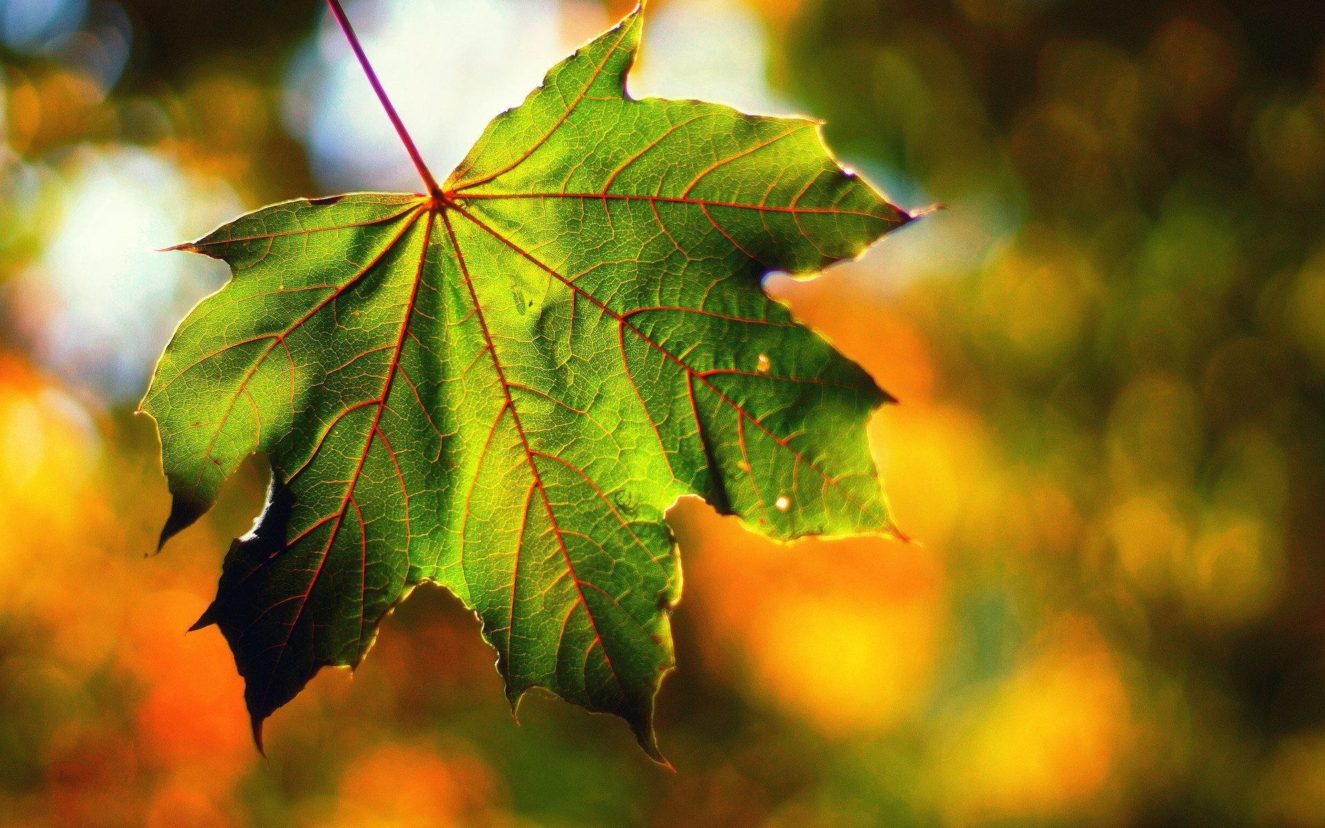 automne feuille macro