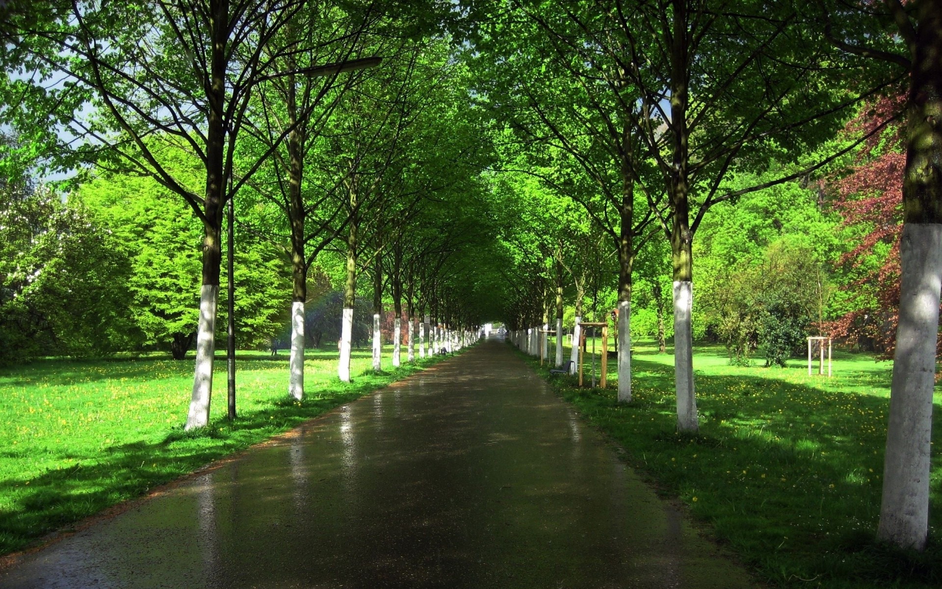 bagnato alberi asfalto strada file vicolo giardino