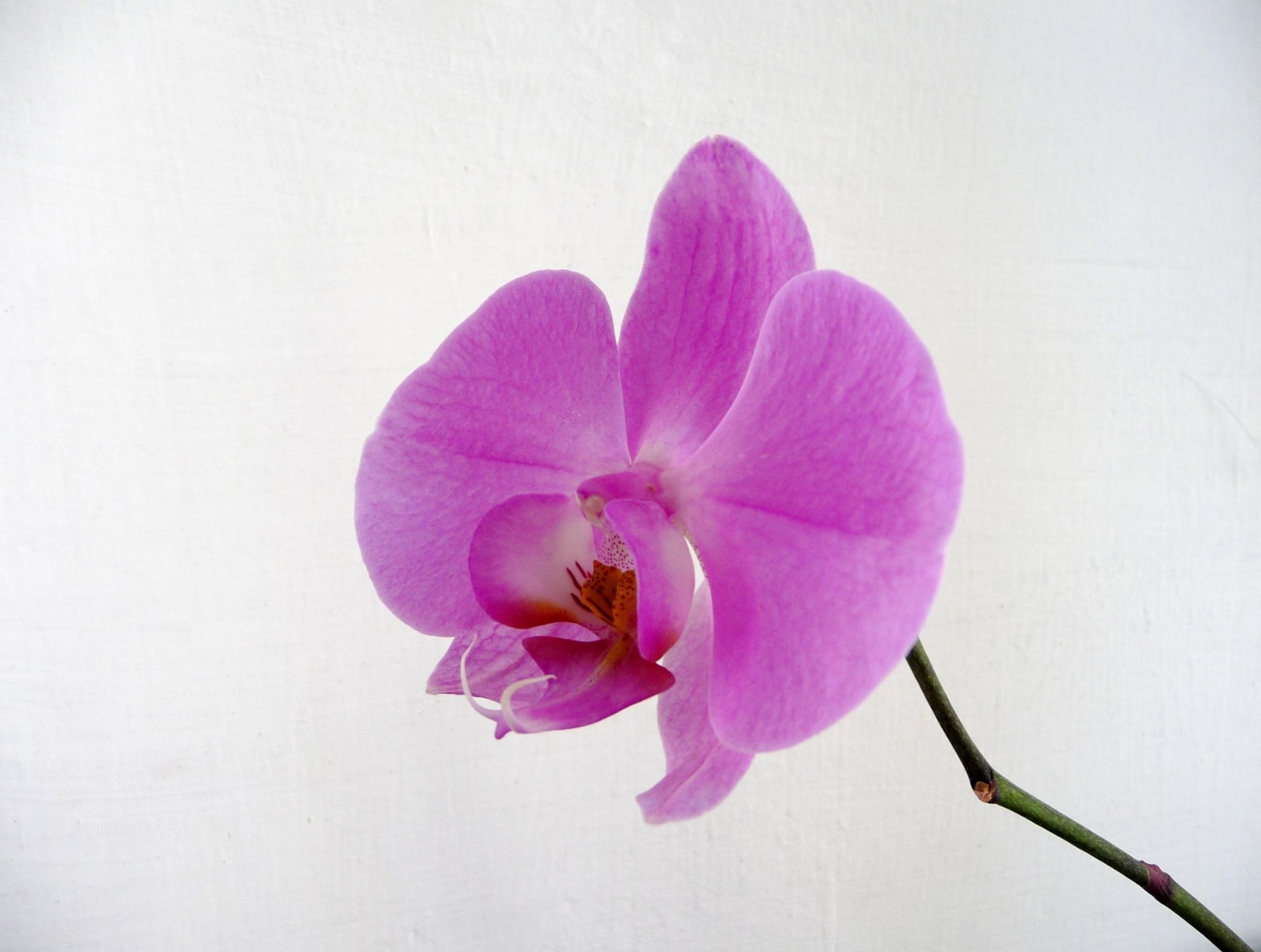 fondo flor macro orquídea tallo