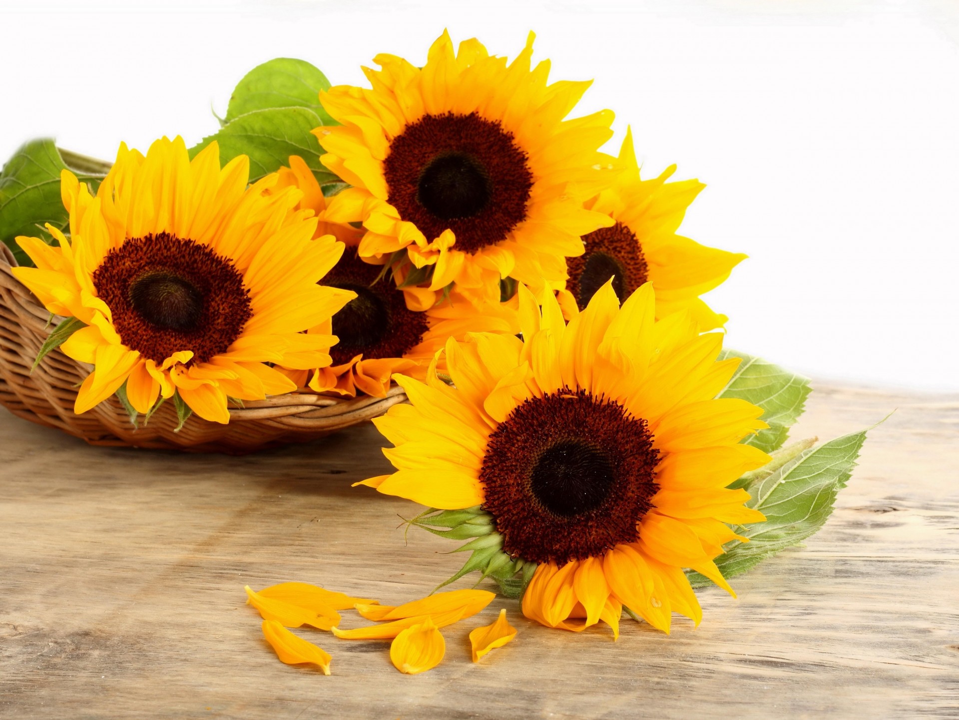 unflowers surface shopping petal