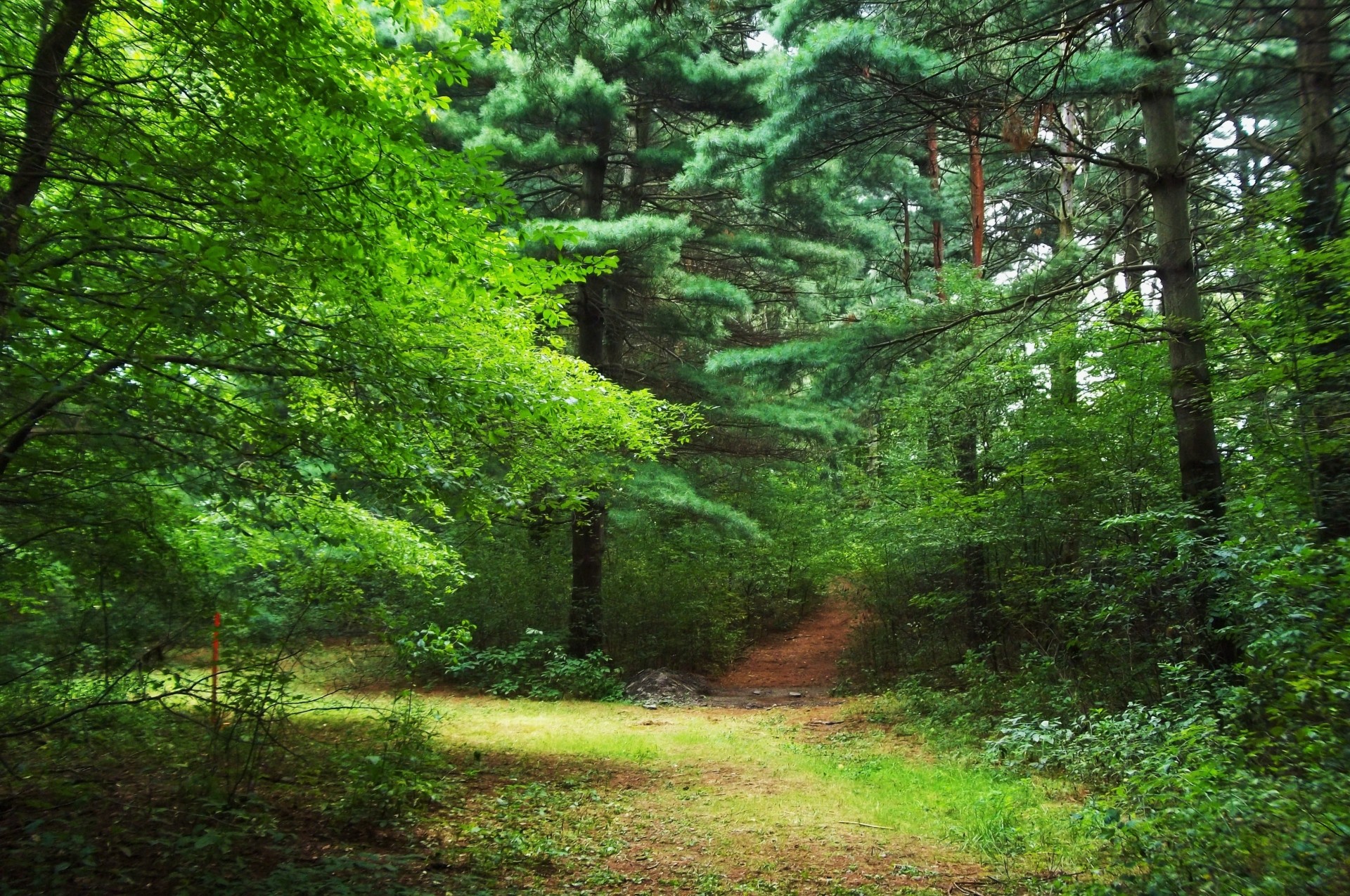 arbres forêt nature