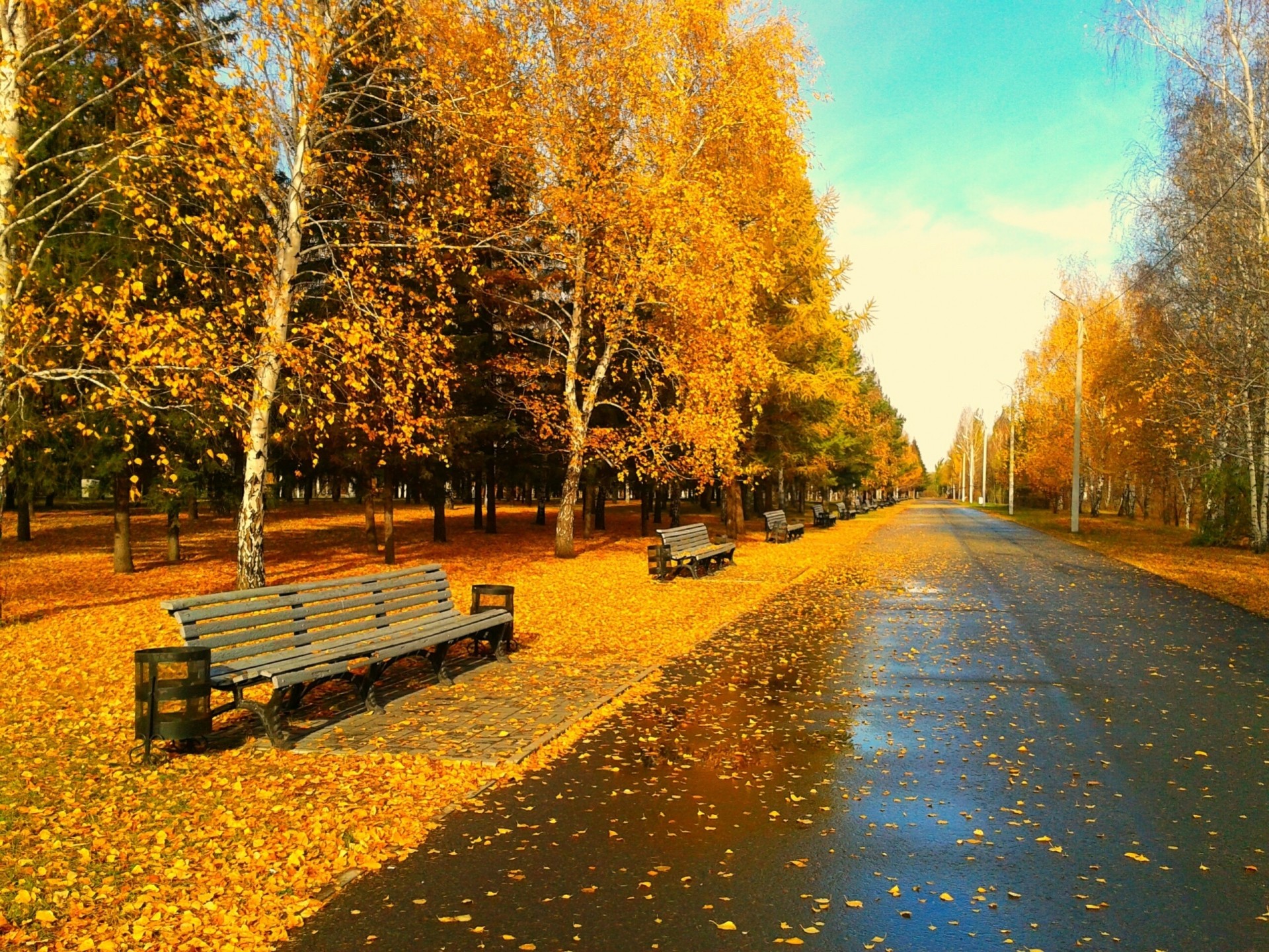 blatt laub geschäft bänke bäume park gasse herbst goldener herbst