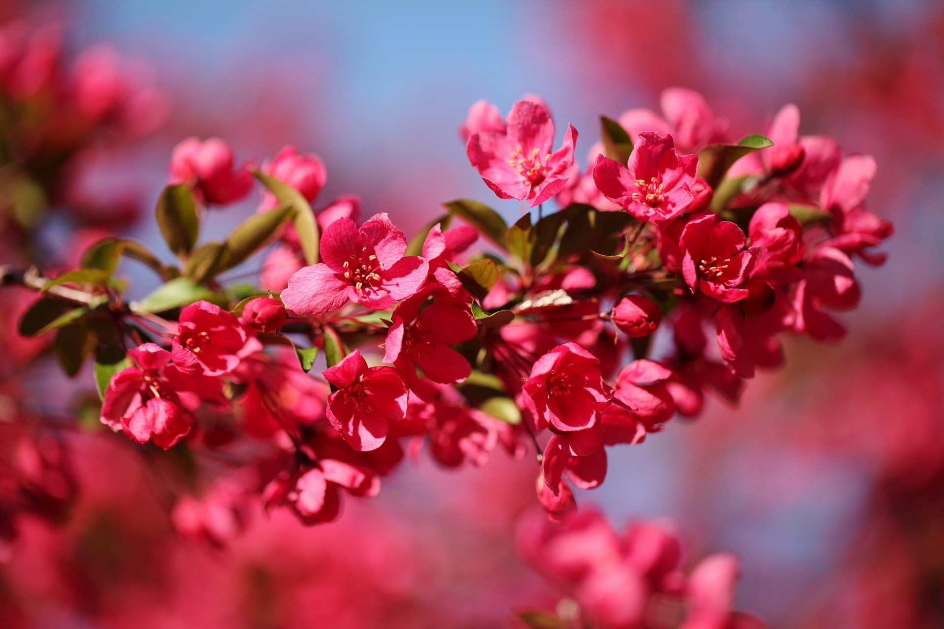 mela fiori ramo macro primavera rosso