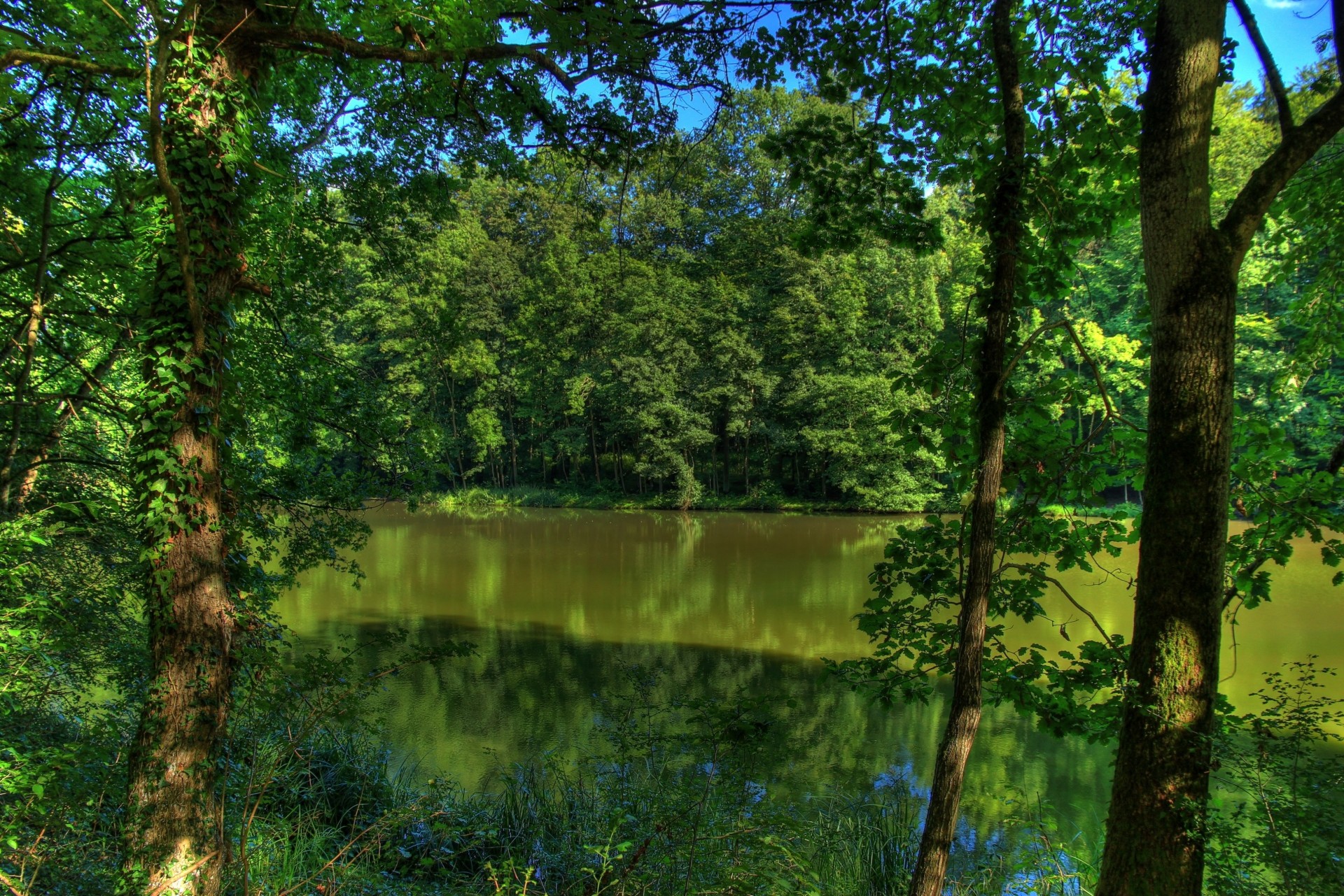 arbres allemagne rivière nature