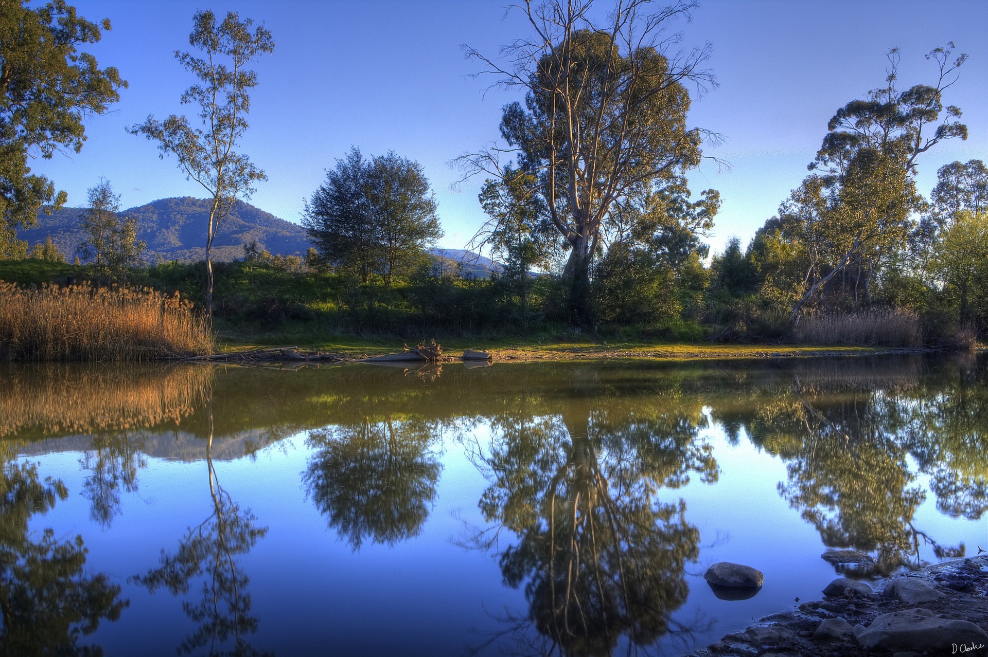 alberi paesaggio fiume natura