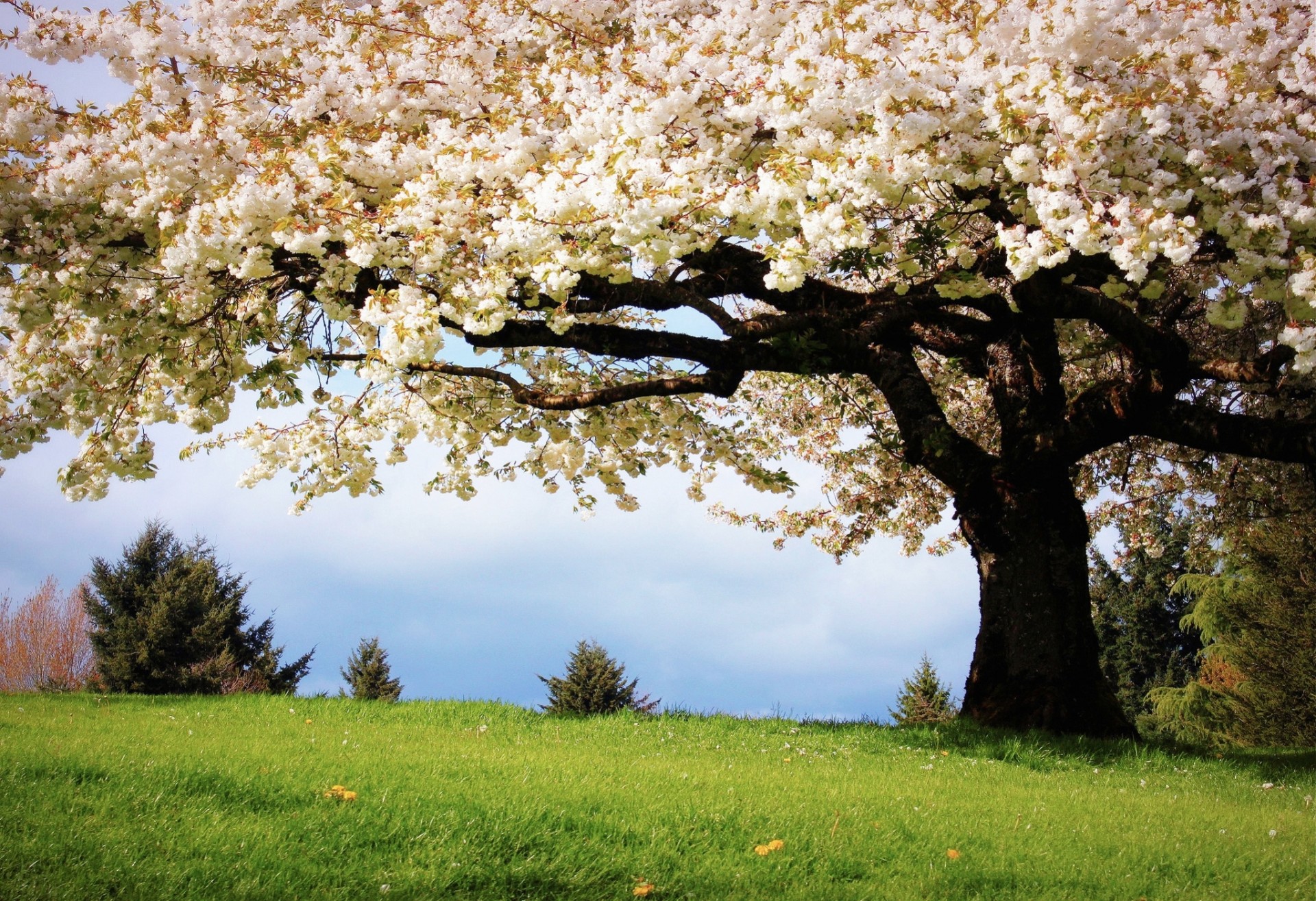 albero erba natura sakura colori primavera