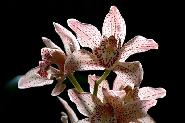 Orquídea manchada sobre fondo negro