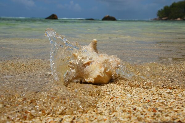 Agua clara y costa de piedra de la playa