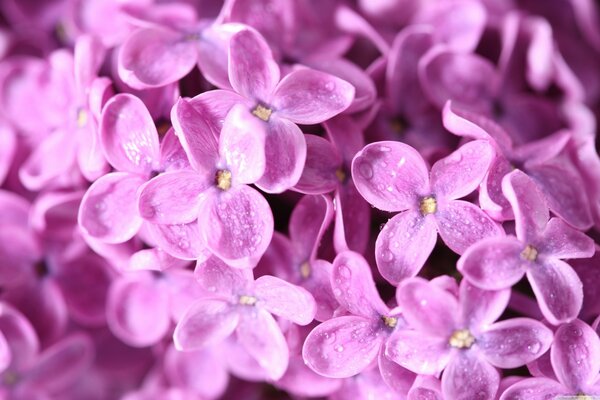 Flieder schöner Blumenstrauß Nahaufnahme