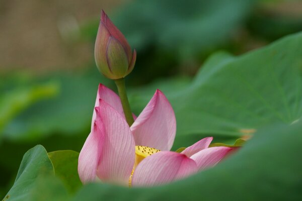 Kwiat różowej lilii wodnej
