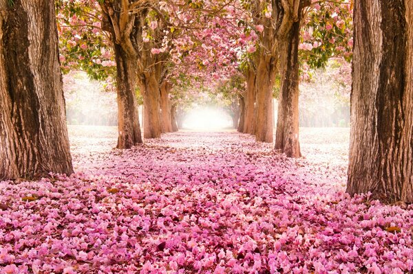 Fleurs de cerisier sur l allée dans le parc