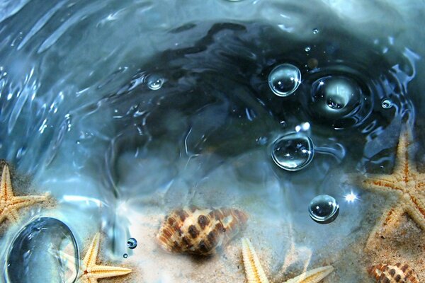 Seashells and starfish in the water