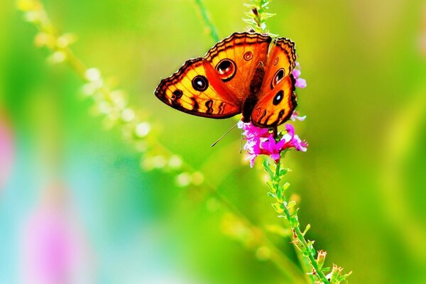A bright butterfly on a green background