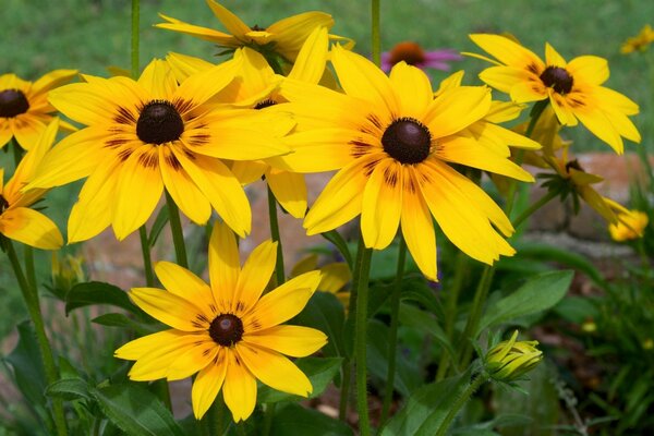 Leuchtend gelbe Blüten von Rudbeckia im Blumenbeet