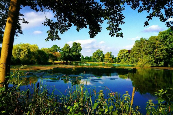 Trees and grass near the lake