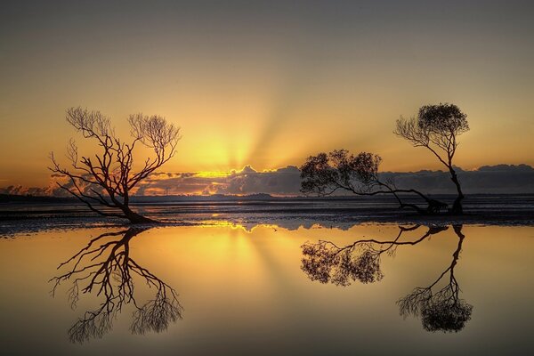 Die Reflexion der Bäume im Wasser bei Sonnenuntergang