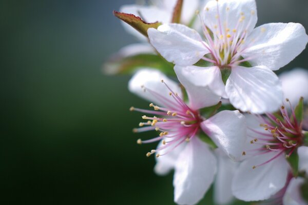 Makro fotografowania kwiatów wiśni