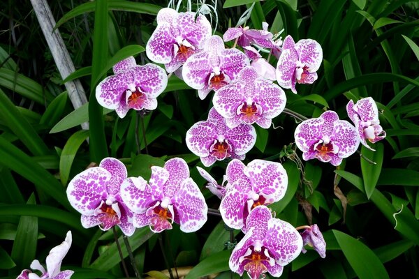 Flores de orquídeas blancas Lilas manchadas