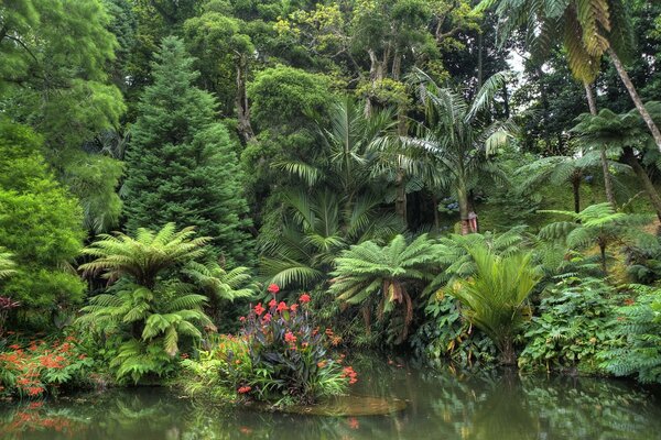 Beau jardin avec étang et arbres